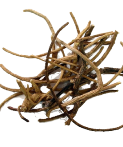 African Dream Root | Silene capensis | 5 grams