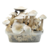 Albino Golden Teacher — Classic Grow Kit XL — Cloud920®