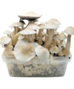 Albino Golden Teacher — Classic Grow Kit XL — Cloud920®