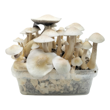 Albino Golden Teacher — Classic Grow Kit XL — Cloud920®