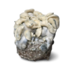 Albino Melmak TP — Ready-to-Grow Bag XL — Cloud920®