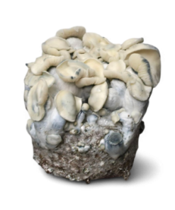 Albino Melmak TP — Ready-to-Grow Bag XL — Cloud920®