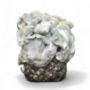 Albino Penis Envy (APE221) — Ready-to-Grow Bag XL — Cloud920®