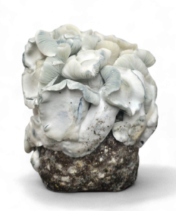 Albino Penis Envy (APE221) — Ready-to-Grow Bag XL — Cloud920®