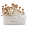 Amazon Magic Mushroom Grow Kit — FreshMushrooms®