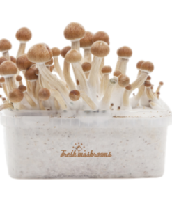 Amazon Magic Mushroom Grow Kit — FreshMushrooms®