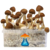 B+ Grow Kit 1200 ml – GetMagic® | Magic Mushroom Kit