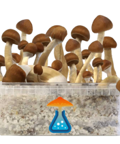 B+ Grow Kit 1200 ml – GetMagic® | Magic Mushroom Kit
