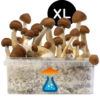 B+ Grow Kit XL 2100 ml – GetMagic® | Magic Mushroom Kit