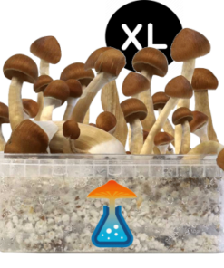B+ Grow Kit XL 2100 ml – GetMagic® | Magic Mushroom Kit