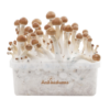 B+ Magic Mushroom Grow Kit — FreshMushrooms®