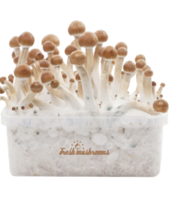 B+ Magic Mushroom Grow Kit — FreshMushrooms®