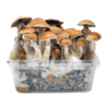 B+ — Classic Grow Kit XL — Cloud920®