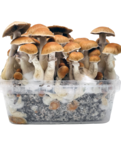 B+ — Classic Grow Kit XL — Cloud920®