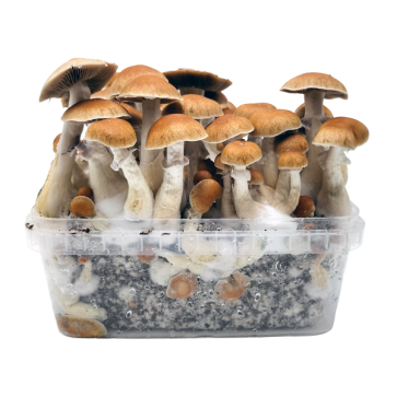B+ — Classic Grow Kit XL — Cloud920®