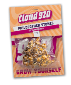 Buy Philosopher Stones Magic Truffles – OG Tampanensis