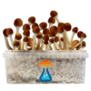 Cambodian Grow Kit 1200 ml – GetMagic® | Magic Mushroom Kit