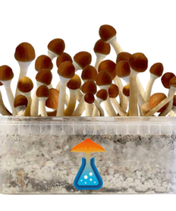 Cambodian Grow Kit 1200 ml – GetMagic® | Magic Mushroom Kit