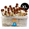 Cambodian Grow Kit XL 2100 ml – GetMagic® | Magic Mushroom Kit