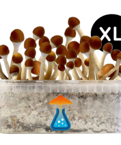 Cambodian Grow Kit XL 2100 ml – GetMagic® | Magic Mushroom Kit