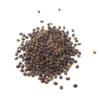 Catmint seeds | Nepeta cataria | 1 gram / 1700 seeds