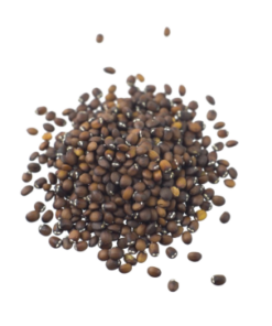 Catmint seeds | Nepeta cataria | 1 gram / 1700 seeds