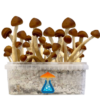 Colombian Grow Kit 1200 ml – GetMagic® | Magic Mushroom Kit