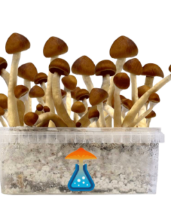 Colombian Grow Kit 1200 ml – GetMagic® | Magic Mushroom Kit