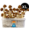 Colombian Grow Kit XL 2100 ml – GetMagic® | Magic Mushroom Kit
