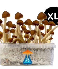 Colombian Grow Kit XL 2100 ml – GetMagic® | Magic Mushroom Kit