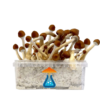 Ecuadorian Grow Kit 1200 ml – GetMagic® | Magic Mushroom Kit