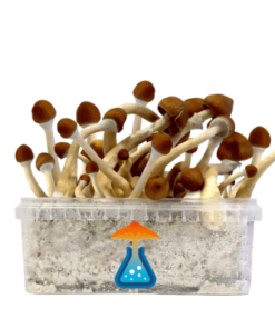 Ecuadorian Grow Kit 1200 ml – GetMagic® | Magic Mushroom Kit