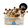 Ecuadorian Grow Kit XL 2100 ml – GetMagic® | Magic Mushroom Kit