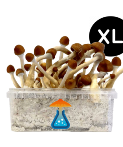 Ecuadorian Grow Kit XL 2100 ml – GetMagic® | Magic Mushroom Kit