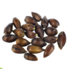 Ephedra | Ephedra sinica | 20 seeds