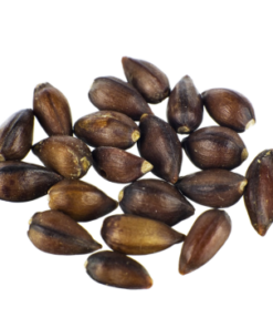 Ephedra | Ephedra sinica | 20 seeds