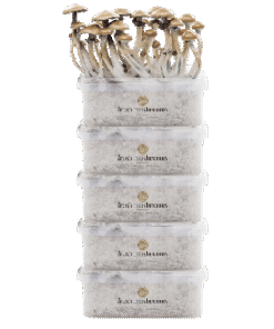 FreshMushrooms® Grow Kit 5-Pack Discount Deal