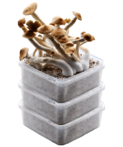 GetMagic® 3XL Grow Kit Discount Deal | Magic Mushroom Kit