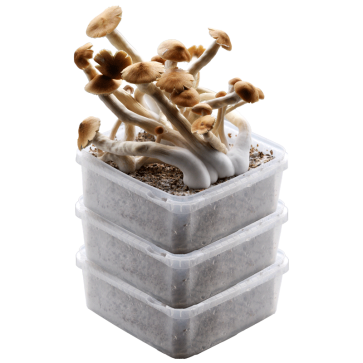 GetMagic® 3XL Grow Kit Discount Deal | Magic Mushroom Kit
