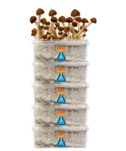 GetMagic® Grow Kit 5-Pack Discount Deal | Magic Mushroom Kit