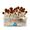 Golden Teacher Grow Kit 1200 ml – GetMagic® | Magic Mushroom Kit