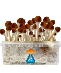 Golden Teacher Grow Kit 1200 ml – GetMagic® | Magic Mushroom Kit