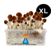 Golden Teacher Grow Kit XL 2100 ml – GetMagic® | Magic Mushroom Kit