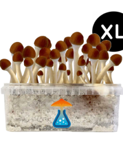 Golden Teacher Grow Kit XL 2100 ml – GetMagic® | Magic Mushroom Kit