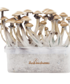 Golden Teacher Magic Mushroom Grow Kit — FreshMushrooms®