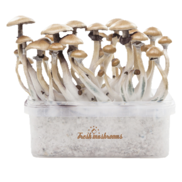 Golden Teacher Magic Mushroom Grow Kit — FreshMushrooms®