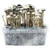Hawaii Copelandia Grow Kit - Cloud920