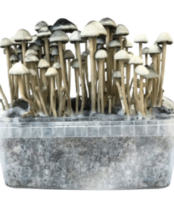 Hawaii Copelandia Grow Kit - Cloud920