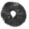 Hawaii - Panaeolus cyanescens spore print