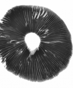 Hawaii - Panaeolus cyanescens spore print